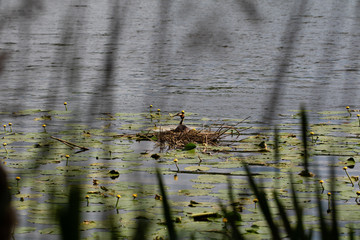 Great crested grebe sitting on its nest seen through the reed