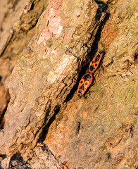 Two Firebugs mating on a dry brown bark of a tree in early spring.