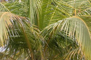 Close-up of the leaves of a palm tree