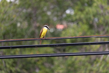 Yellow breasted bird on a wire