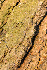Detailed photo background of a tree bark.