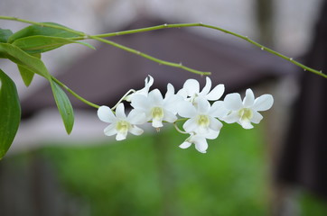 white orchids landscape