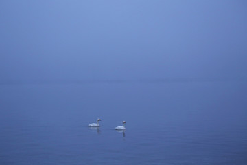 Fototapeta na wymiar 早朝の屈斜路湖の白鳥
