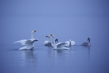 早朝の屈斜路湖の白鳥