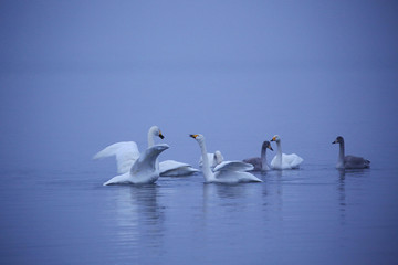 早朝の屈斜路湖の白鳥