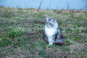 Naklejka na ściany i meble White and grey cat sitting on grass