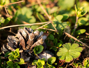 A pine cone lying on the forest floor in the middle of grass and small green plants in early spring.