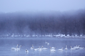 屈斜路湖の白鳥