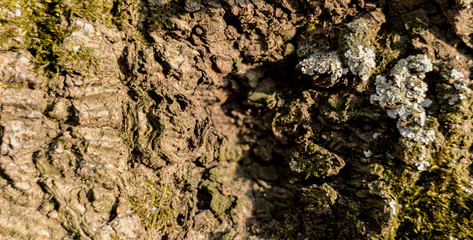 Detailed photo background of a tree bark with colorful lichens.