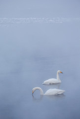 Plakat 早朝の屈斜路湖の白鳥