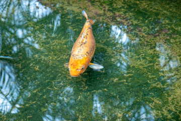 Fish in a pond inside a zoo