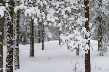 Wonderful winter landscape with snow covered trees.