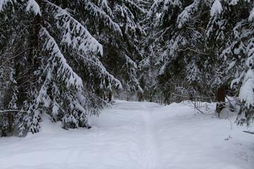 Wonderful winter landscape with snow covered trees.
