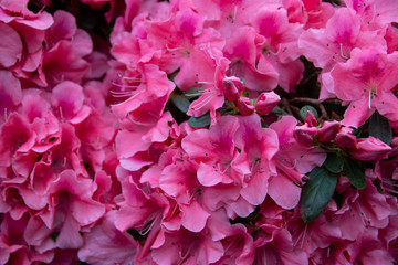 Frame filles with pink flowers