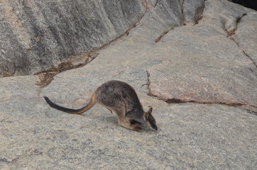 rock wallaby kangaroo granite Queensland australia