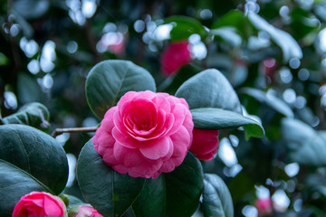 Close-up of a pink flower