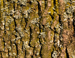 Detailed photo background of a tree bark with colorful lichens.