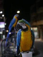 Colorful parrot sitting outside on a street in the city of Amman, Jordan, at night in the dark