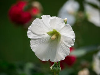 A specimen of hollyhocks flower