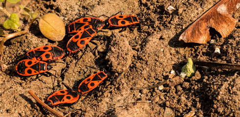 A small group of firebugs on a rocky dry ground.