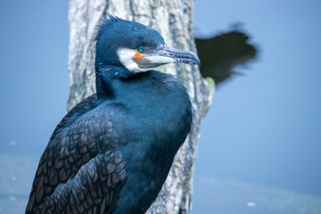 Closer shot of a cormorant