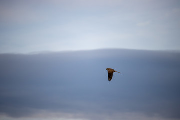 Fototapeta na wymiar Common kestrel flying to the left