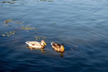 Two ducks on a lake