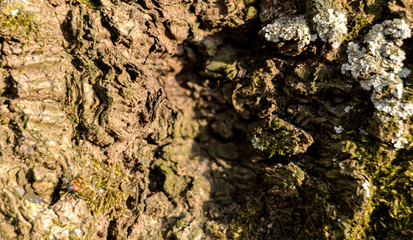 Detailed photo background of a tree bark with colorful lichens and green moss in early spring.