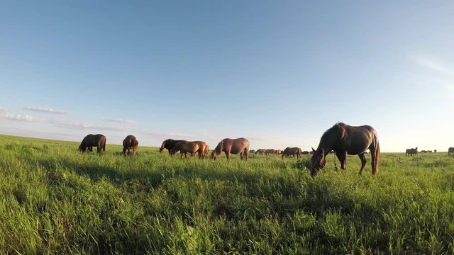 Wild mustangs graze at sunset