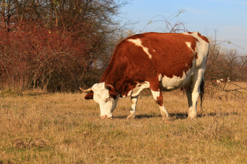 Cows on the farm field.