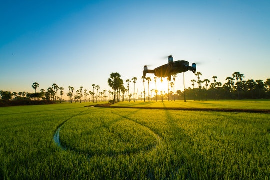 Drone flying on rice plantation field land terrace survey