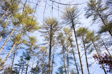 Obraz premium trees and sky