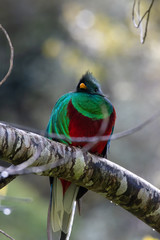 Quetzal on a branch head turned