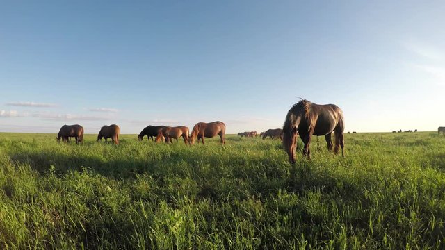 Wild mustangs graze at sunset