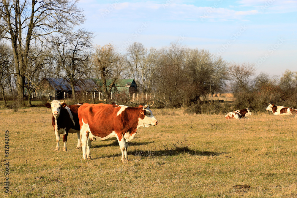 Wall mural cows on the farm field.