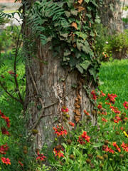 Tree trunk with leaves and flowers