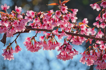 Pink flowers on a blurred background