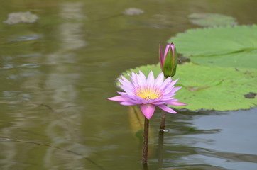 pink water Lilly in a pond