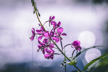 Blossoming purple flower 