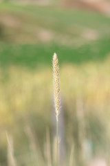  SPIKE