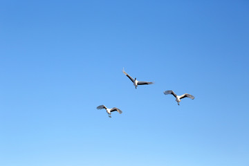 タンチョウヅル