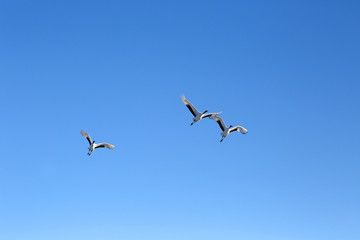 タンチョウヅル