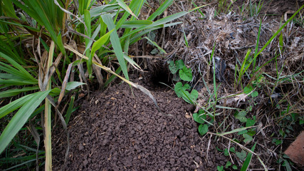 Rice field mouse hole, one of the rodents that harms farmers by damaging cropsI