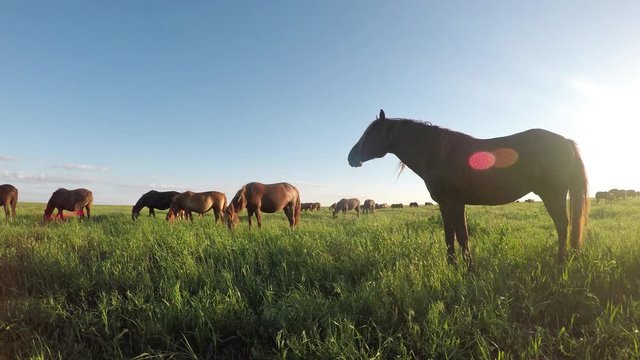 Wild mustangs graze at sunset