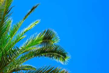 Palm top green leaves isolated on a perfect blue sky background.