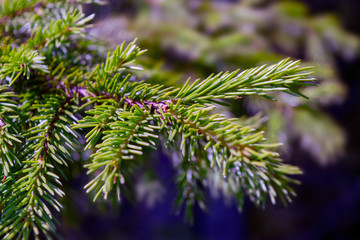 Fir tree brunch close up. Fluffy fir tree brunch close up. Christmas wallpaper concept.