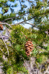 Pine cone hanging from tree.