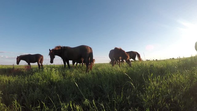 Wild mustangs graze at sunset