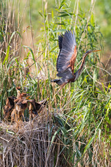 Purple Heron (Ardea purpurea) adult taking off from nest with chicks in reeds, Baden-Wuerttemberg, Germany