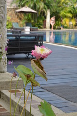 lotus flower next to luxury resort pool and chairs 